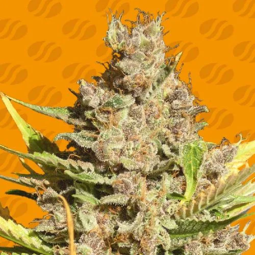 Alien Gorilla van Original Sensible Seeds