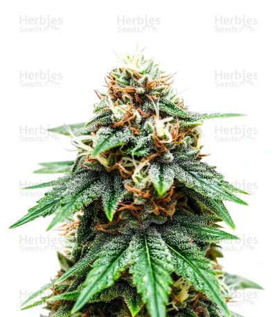 Banana Cream OG van Original Sensible Seeds