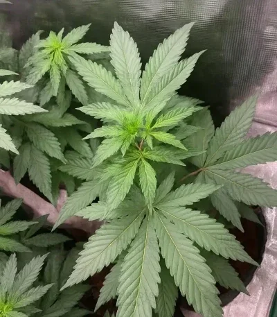Banana Fumes van Original Sensible Seeds