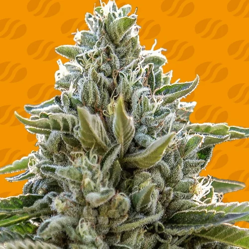 Frosted Guava van Original Sensible Seeds
