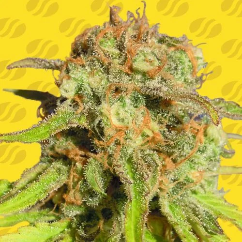 Bruce Banner van Original Sensible Seeds