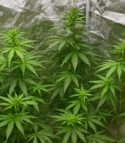 Banana Cream OG van Original Sensible Seeds