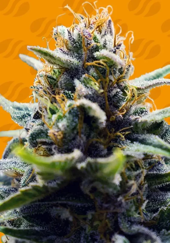 Blue Zenith van Original Sensible Seeds