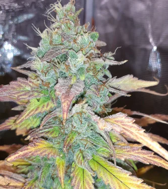 Pink Rozay x Strawberry Banana van Original Sensible Seeds