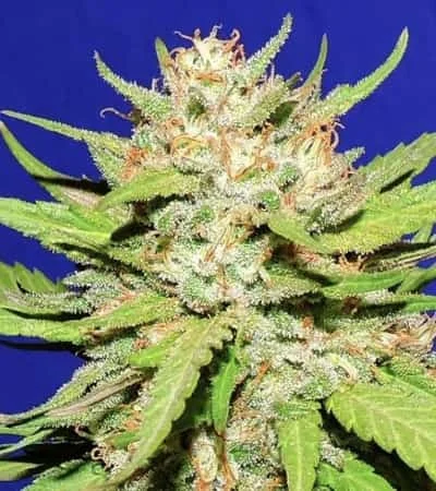 Wedding Cake van Original Sensible Seeds