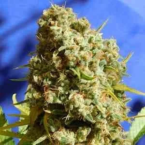 Bruce Banner #3 Fast van Original Sensible Seeds