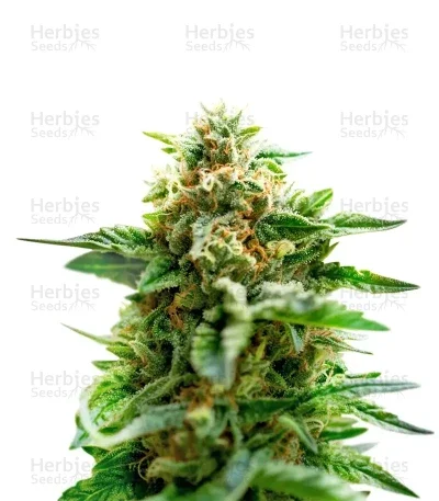 Mango Crack van Original Sensible Seeds