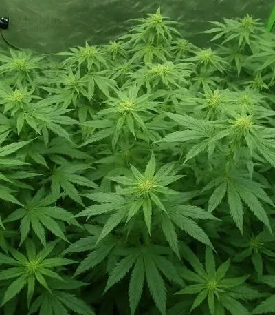 Mango Crack van Original Sensible Seeds