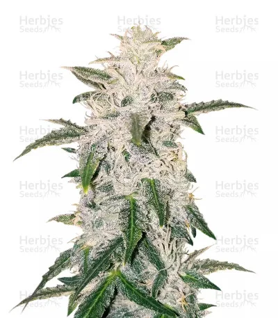 Pure Kush van Original Sensible Seeds