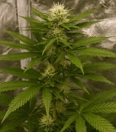 Banana Cream OG van Original Sensible Seeds