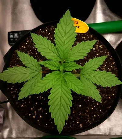 Purple Overload van Original Sensible Seeds