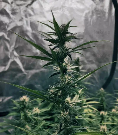 GG#4 Original Glue van Original Sensible Seeds