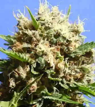 Runtz van Original Sensible Seeds