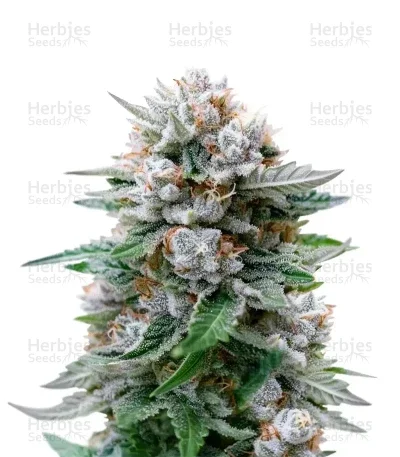 Banana Fumes van Original Sensible Seeds