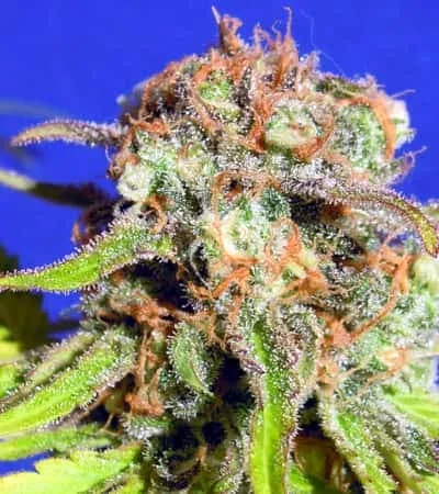 Bruce Banner van Original Sensible Seeds