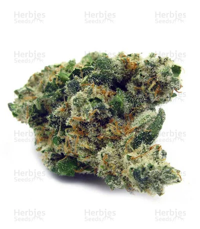 Black Gum van Original Sensible Seeds