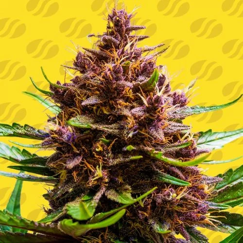 Pink Rozay x Strawberry Banana van Original Sensible Seeds
