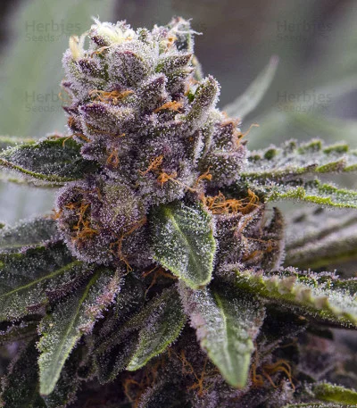 Gelato van Original Sensible Seeds