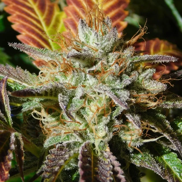 Wedding Cookies van Original Sensible Seeds