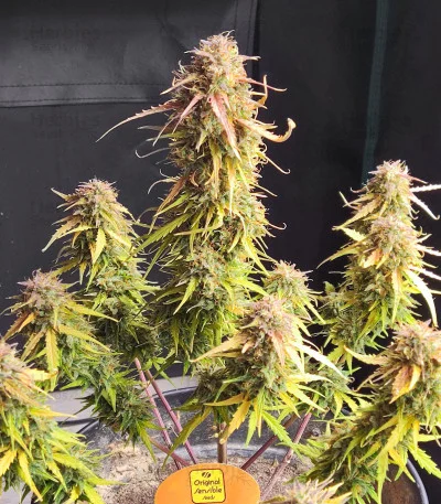 Blueberry Cookies van Original Sensible Seeds