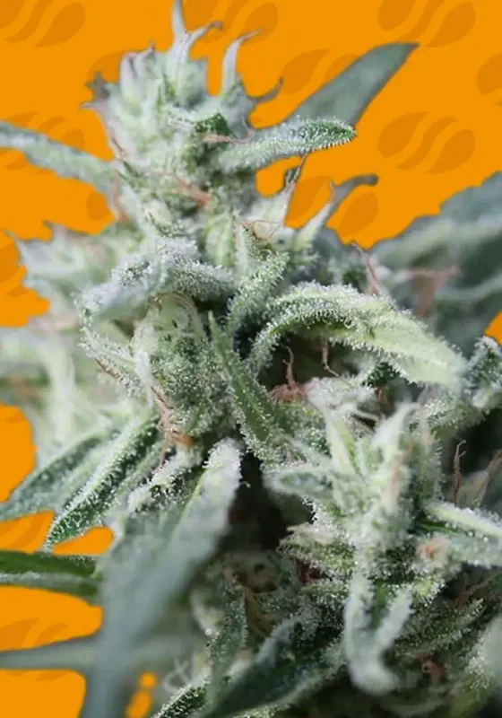 CannaFuel CBD+ van Original Sensible Seeds
