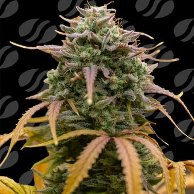 Pineapple Pulse van Original Sensible Seeds