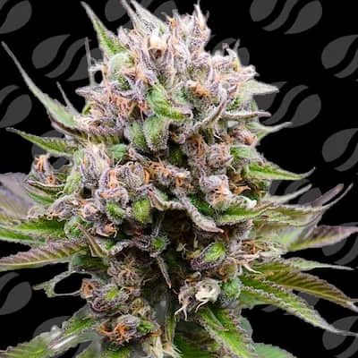 Cotton Berry Rush van Original Sensible Seeds