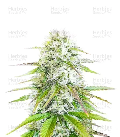 Ghost Train Power van Original Sensible Seeds