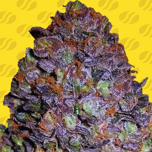 Purple Haze van Original Sensible Seeds