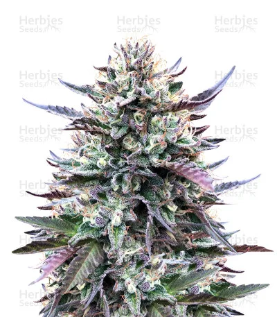 Gelato van Original Sensible Seeds