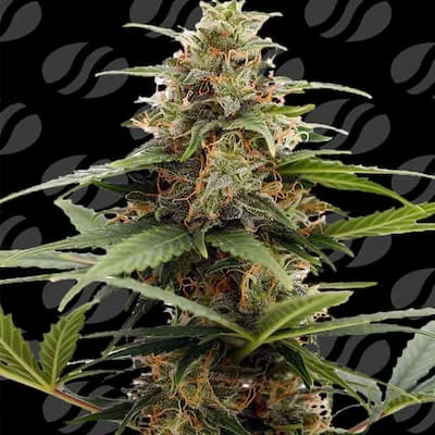 Orange Ooze van Original Sensible Seeds