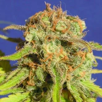 Bruce Banner van Original Sensible Seeds