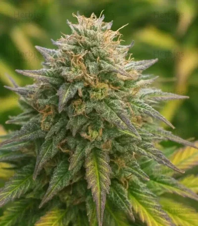 Sherbet Moonrocks van Original Sensible Seeds