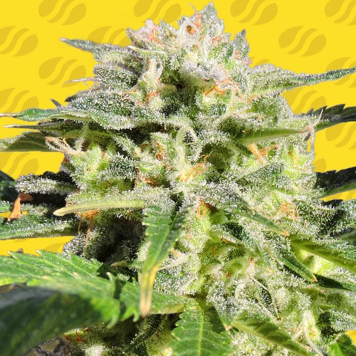 Lemonberry Haze van Original Sensible Seeds