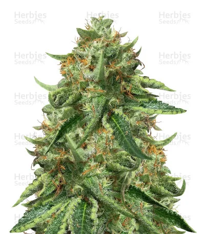 Black Ghost OG van Original Sensible Seeds