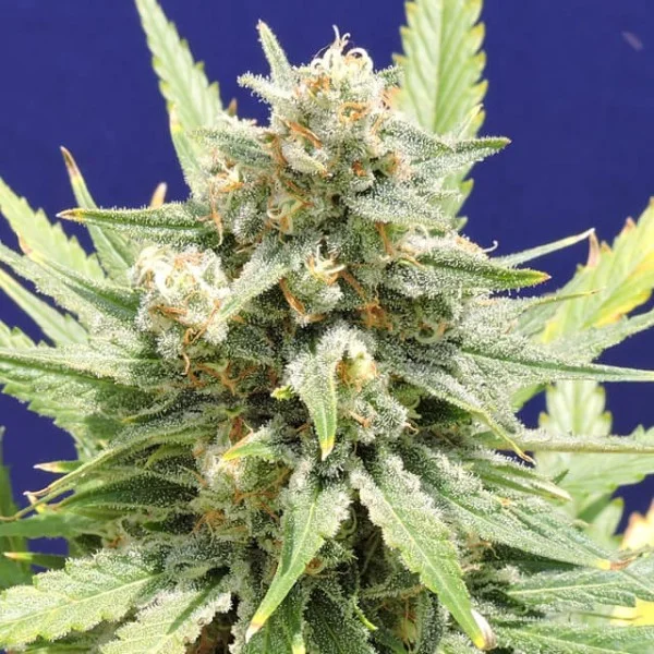 Stinkin' Bishop van Original Sensible Seeds