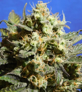 Cherry Alien van Original Sensible Seeds