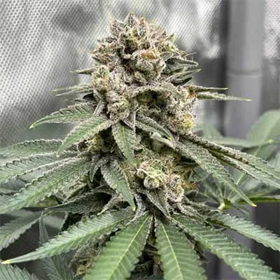 OG Eddy Lepp van Original Sensible Seeds