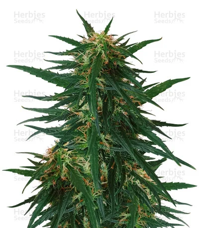 Blueberry Ghost OG van Original Sensible Seeds