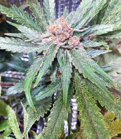 White Widow + van Original Sensible Seeds