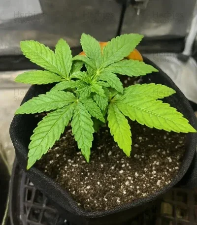 Sherbet Moonrocks van Original Sensible Seeds