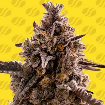 Black Orchid van Original Sensible Seeds