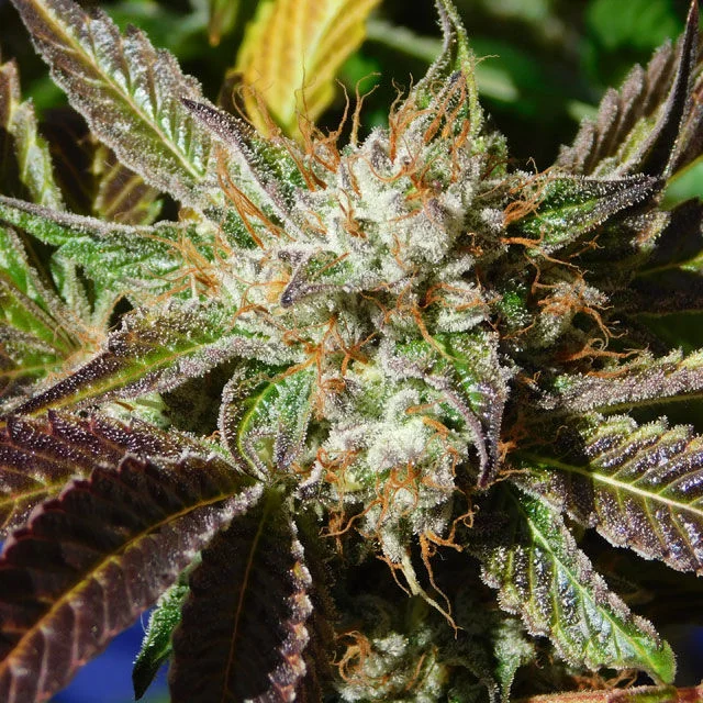 Do-Si-Dos van Original Sensible Seeds