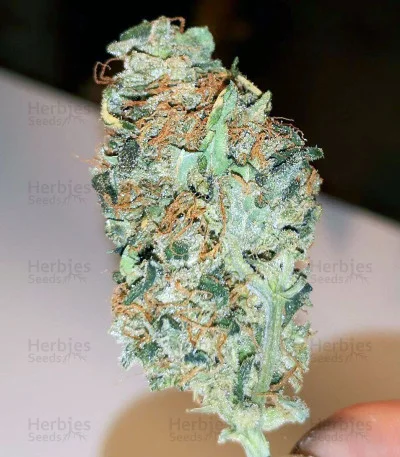 Blueberry Ghost OG van Original Sensible Seeds