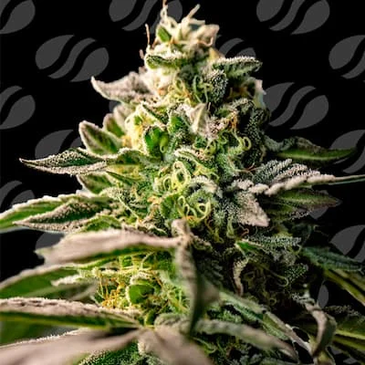 Zingatsu van Original Sensible Seeds