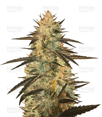 Blueberry Ghost OG van Original Sensible Seeds