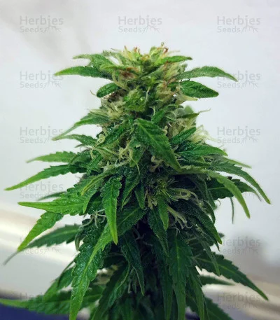 Black Ghost OG van Original Sensible Seeds