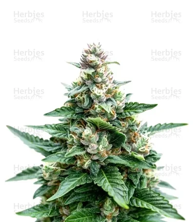 Sherbet Moonrocks van Original Sensible Seeds