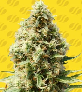 Frosted Guava van Original Sensible Seeds