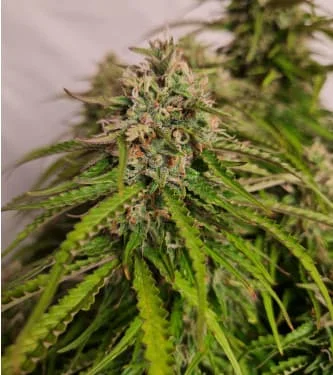 Apple Fritter van Original Sensible Seeds